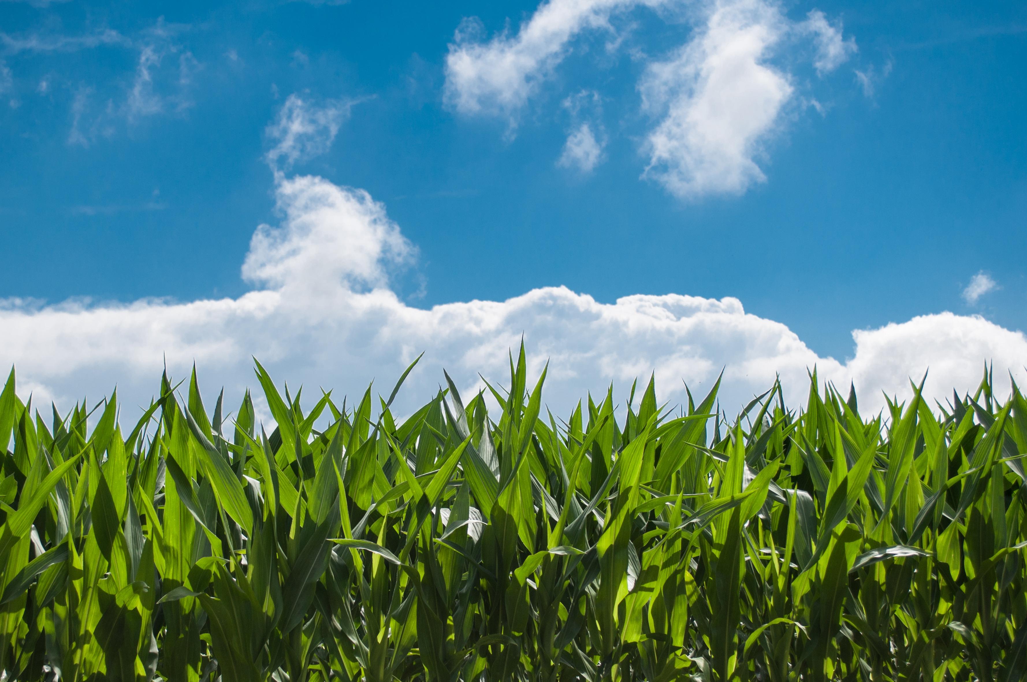 A photo of the top of a cornfield 